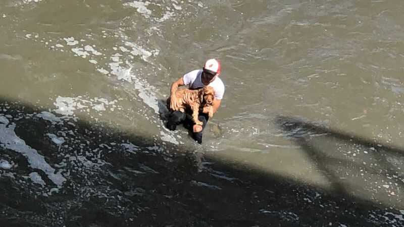 VÍDEO: jovem pula em rio poluído e com forte correnteza para salvar cachorro na Colômbia