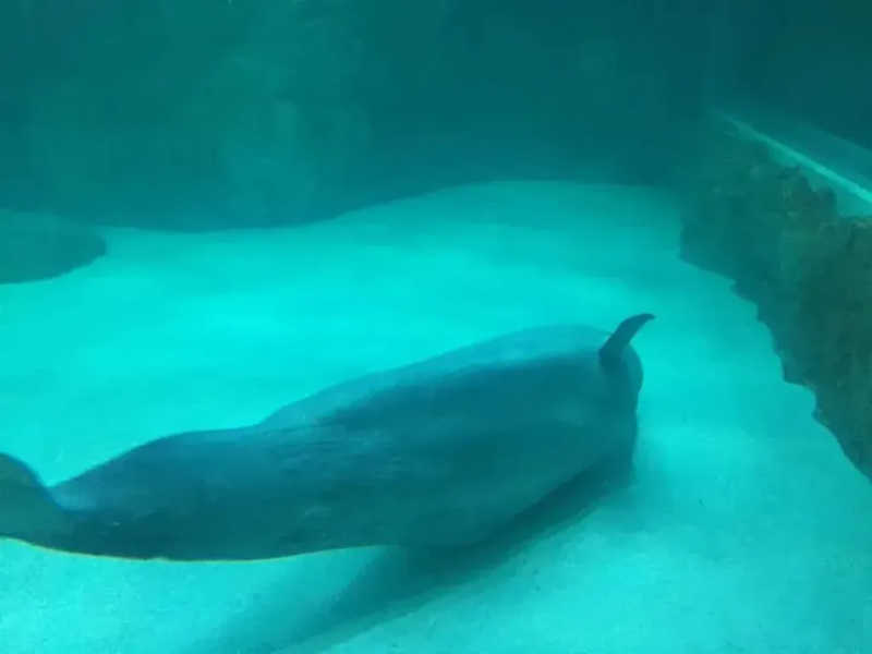 Fotos como esta, enviadas à CNN, mostravam a baleia apresentando sinais de estresse. Foto: Reprodução/Hot Pink Dolphins