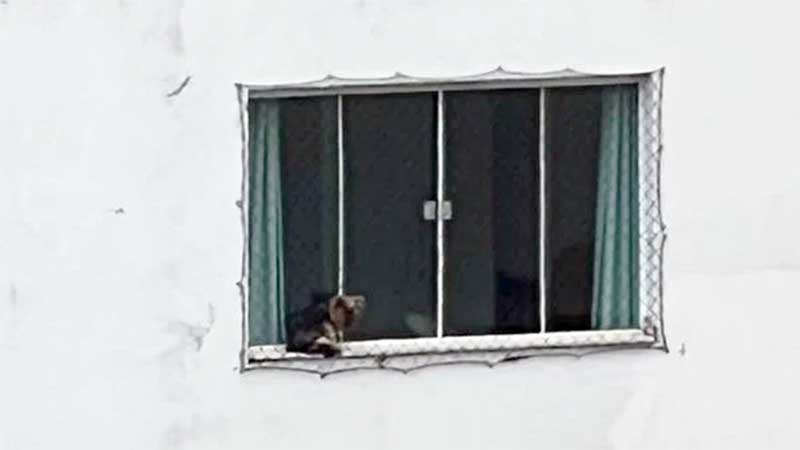 Polícia investiga denúncia após imagens de cachorro preso em janela em Cachoeiro, ES
