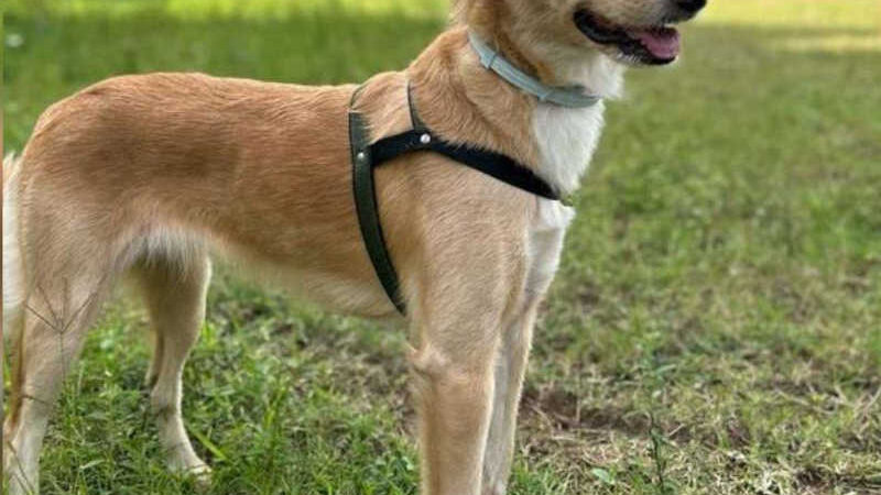 Cachorra foge de clínica veterinária e morre atropelada na BR-262 em Cariacica, ES
