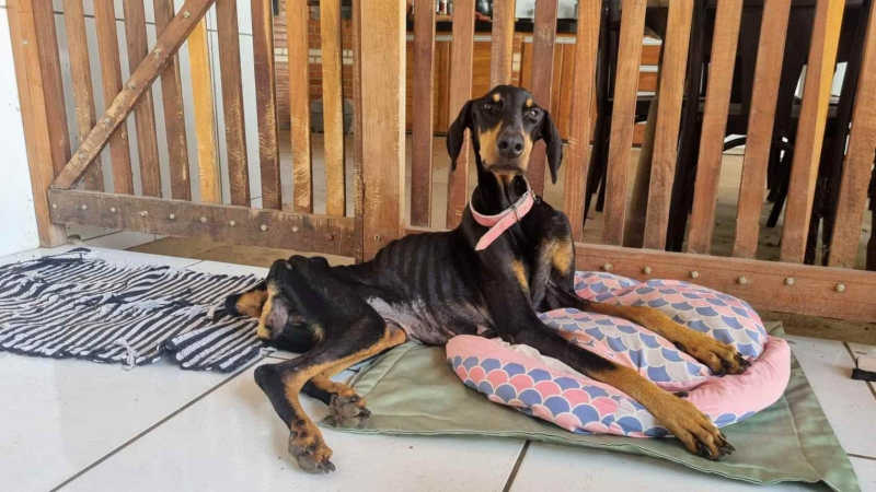 Usada e descartada, cadela da raça doberman luta para sobreviver na Serra (ES) e precisa de ajuda