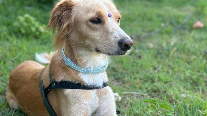 CPI: clínica veterinária de onde cadela Nala fugiu funcionava sem licença