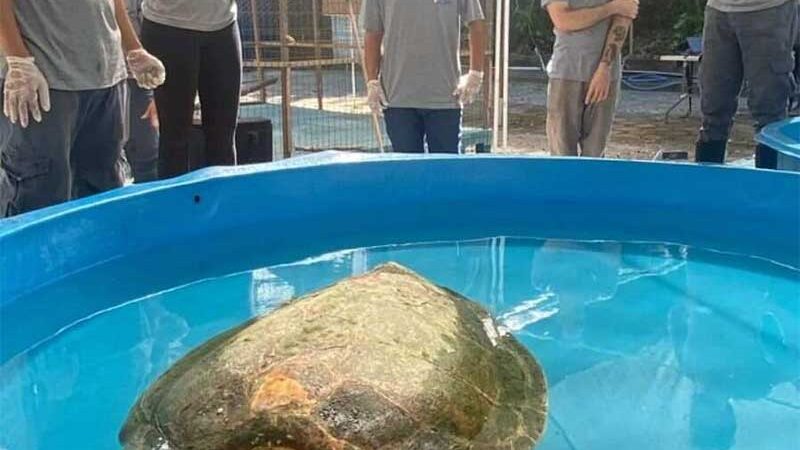 Morre tartaruga resgatada com anzol no esôfago em praia de Linhares, ES
