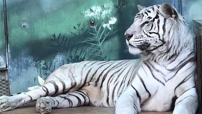 Tigre é abatido e mais de 100 animais apreendidos em zoológico dos EUA acusado de maus-tratos