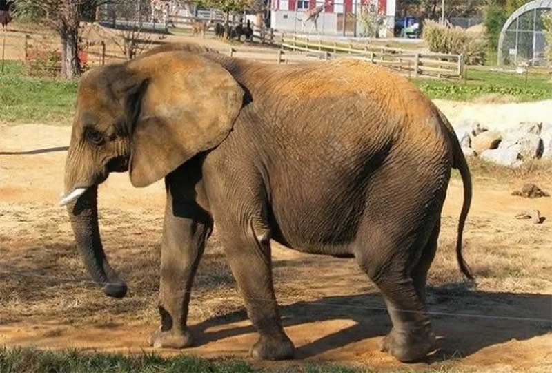 Elefante Asha — Foto: Reprodução/Barbara Baker