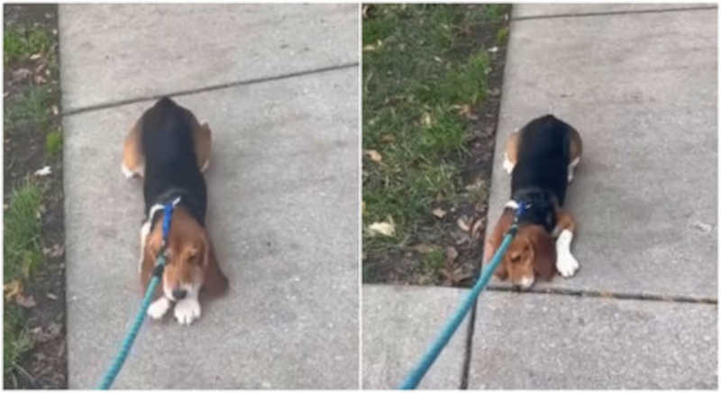 Cadela aprende a andar após passar os primeiros meses de vida confinada