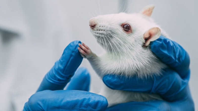 Novo dispositivo impresso em 3D pode acabar com os testes de medicamentos em animais