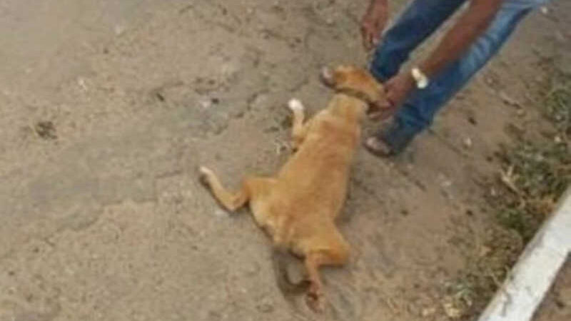 Justiça condena idoso que arrastou cadela amarrada na moto, em Minaçu, GO