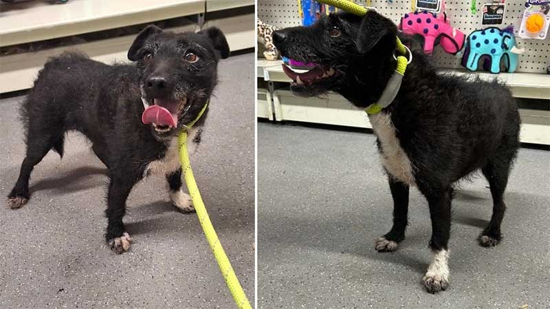 Cão é resgatado após sobreviver sozinho em floresta por mais de 6 anos