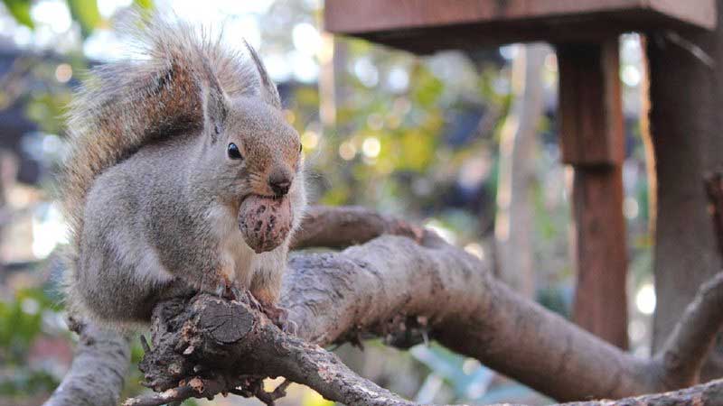 Zoo no Japão investiga morte em massa de esquilos por envenenamento acidental