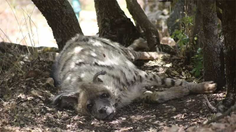 Scar foi resgatado de um zoológico da Jordânia em 2010 e, infelizmente, não pode ser solto na natureza. Hoje ele vive no santuário da organização. Imagem: Reprodução 