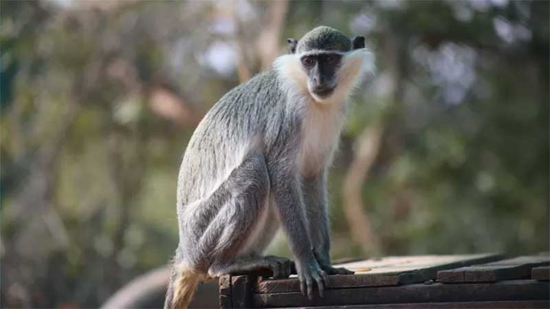 Macaco verde africano no santuário Al Ma'wa for Nature and Wildlife Imagem: Reprodução
