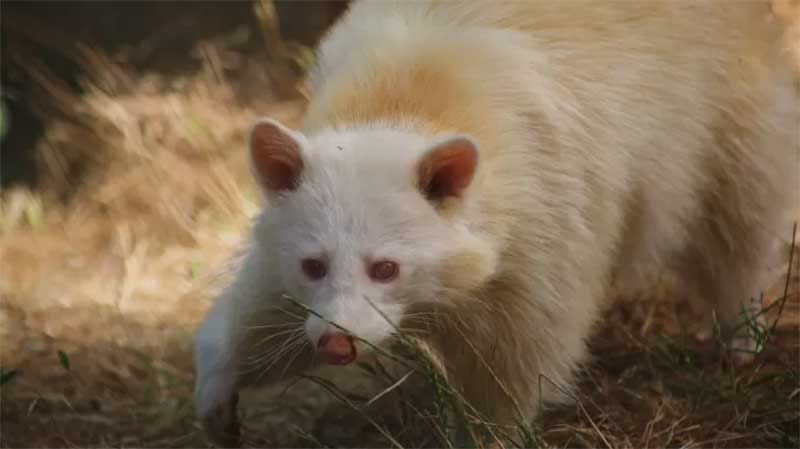 Rocket é um guaxinim albino que foi resgatado do comércio ilegal no Qatar e transferido ao Al-Ma'wa no final de 2019 Imagem: Reprodução