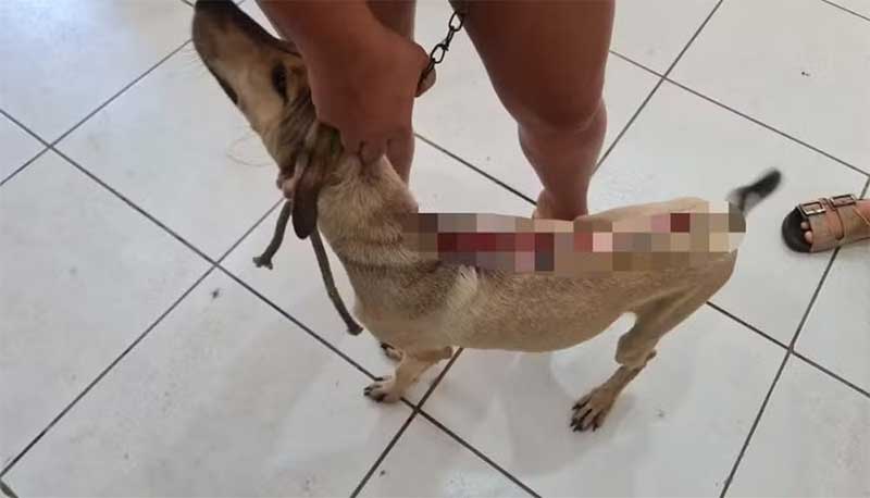 Jovem é presa por maus-tratos contra cão em São Mateus do Maranhão; parte do couro do animal estava arrancado