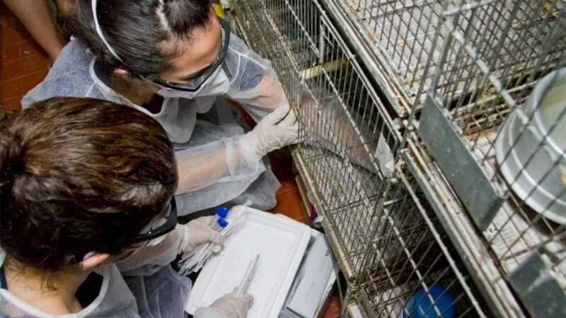 Mais de 250 animais apreendidos no Mercado Central de BH são entregues a hospital veterinário