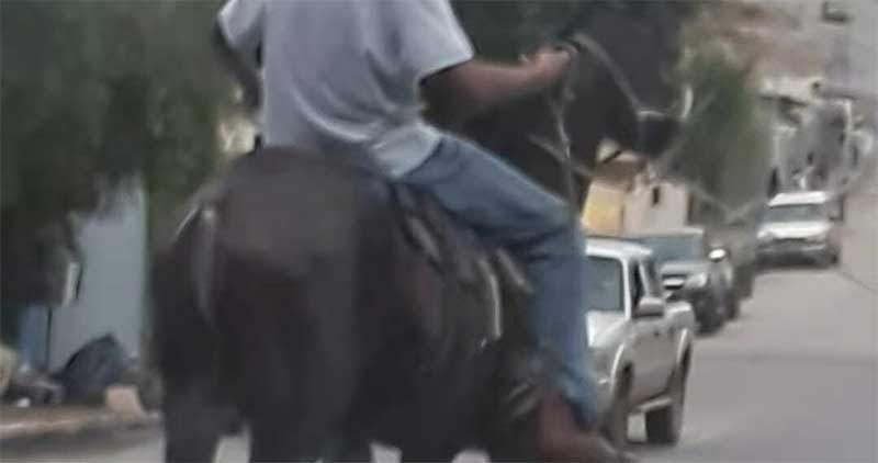 VÍDEO: homem embriagado é flagrado maltratando cavalo em Carmo do Rio Claro, MG