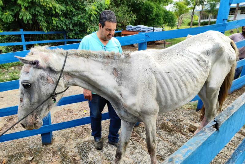 Autor de maus-tratos animal é autuado pela Polícia Militar de Meio Ambiente em Iguatama-MG