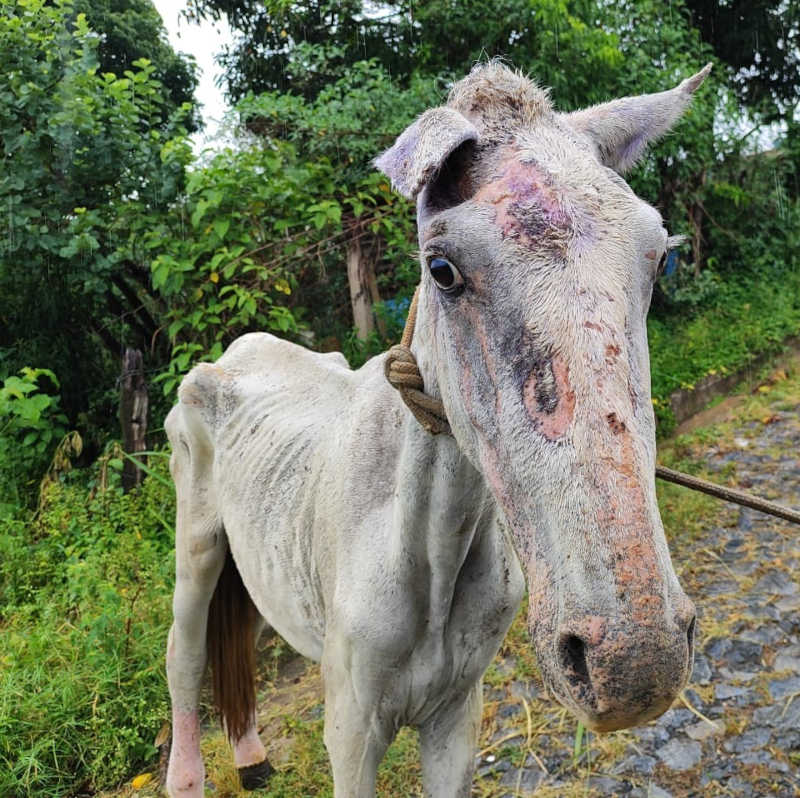 Autor de maus-tratos contra cavalo é autuado pela PM de Meio Ambiente em Iguatama, MG