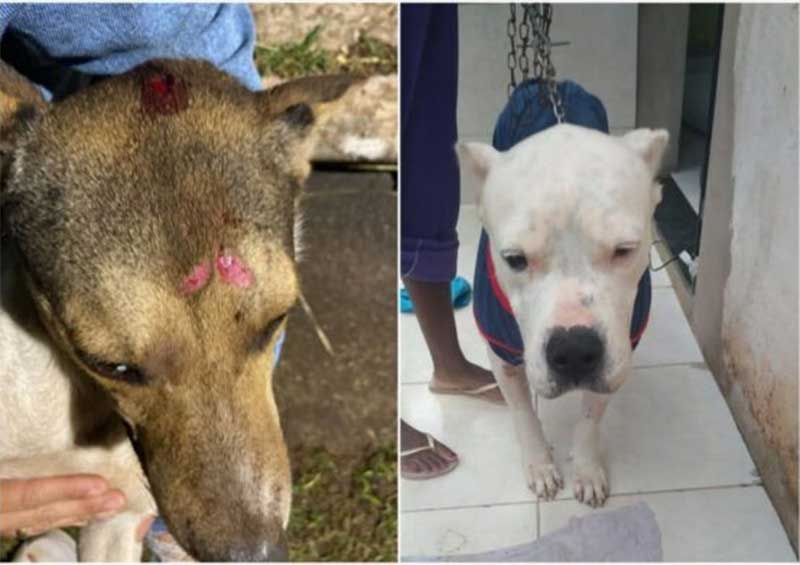 Um atropelado e outra com câncer: entidade de proteção animal de Itabirito (MG) pede ajuda para 2 cães