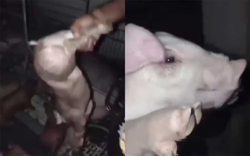 Vídeo mostra alunos de veterinária cometendo maus-tratos contra porcos em MG