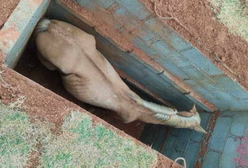 Corpo de Bombeiros resgata cavalo que caiu em uma cova no cemitério da zona sul de Poços de Caldas, MG