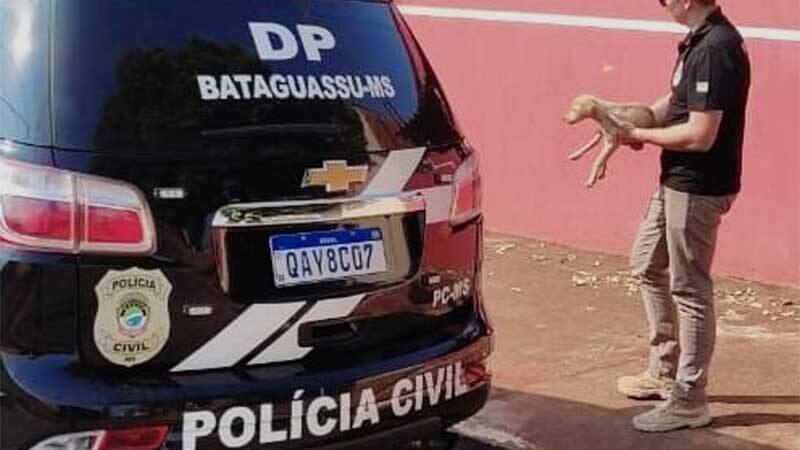 Polícia realiza fiscalização e combate ao abandono e maus-tratos de animais em Bataguassu, MS