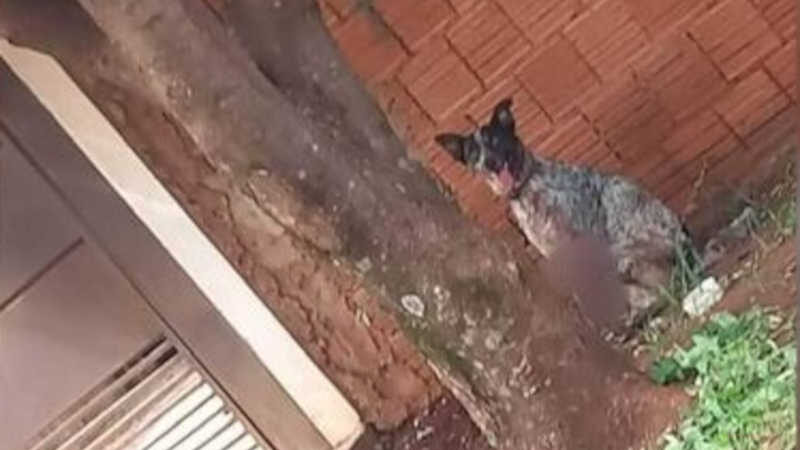 Cão resgatado com pata dilacerada no Jardim das Nações morre no CCZ de Campo Grande