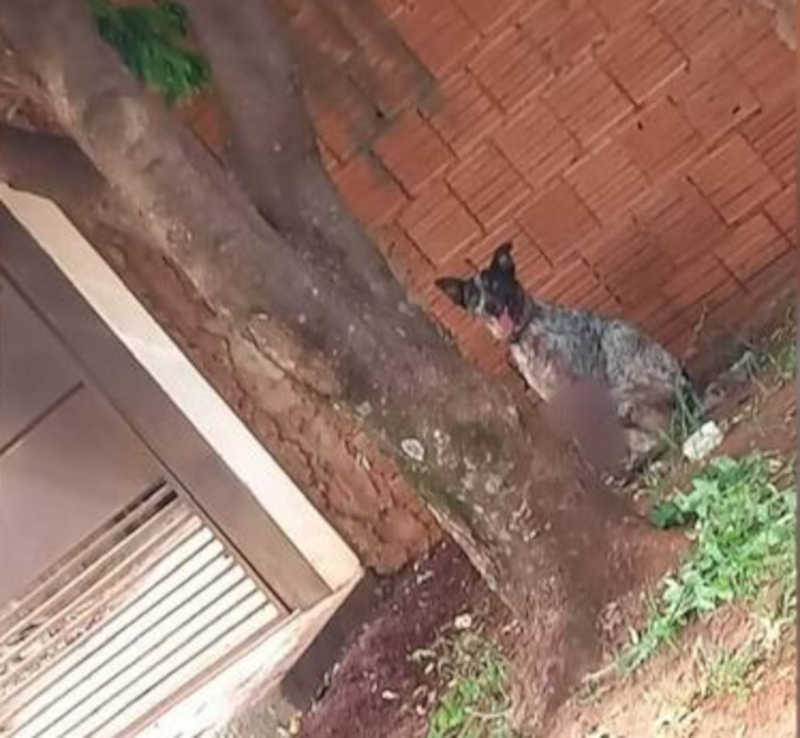 Cão resgatado com pata dilacerada no Jardim das Nações morre no CCZ de Campo Grande