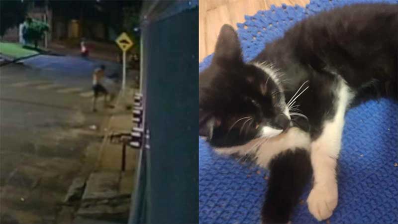 VÍDEO: gato ‘voa’ e sofre ferimentos após vizinho chutar animal
