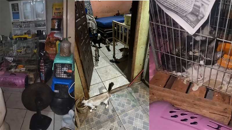 Metade dos animais que estavam em casa de homem encontrado morto em Campo Grande são resgatados