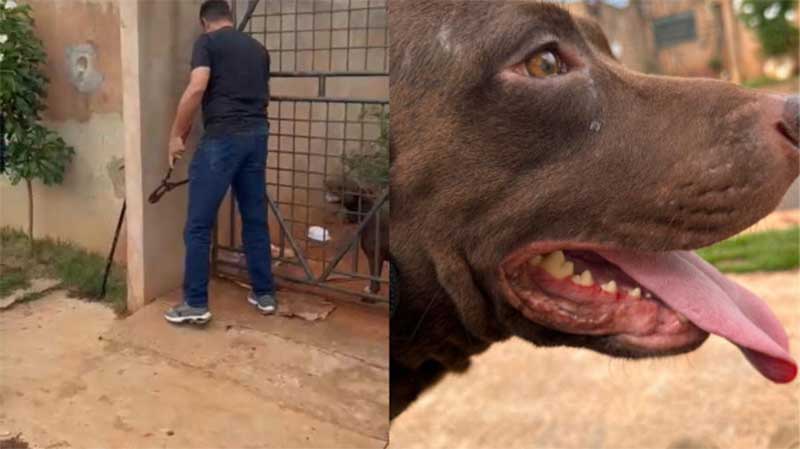 Pit bull abandonado há mais de seis meses é resgatado após denúncia de maus-tratos em Campo Grande