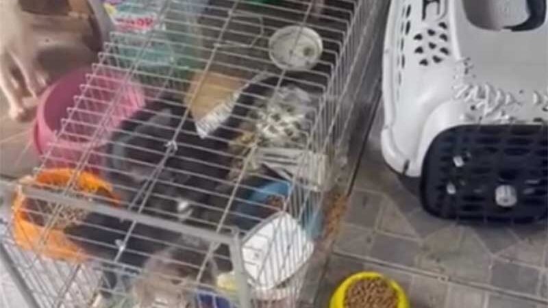 Vídeo de ONG mostra pets amontoados em casa e força-tarefa para salvá-los