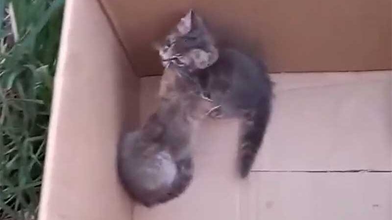 Vídeo mostra homem abandonando filhotes de gato em terreno baldio