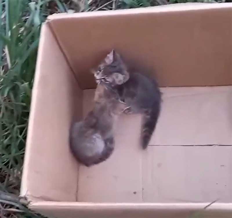 Vídeo mostra homem abandonando filhotes de gato em terreno baldio