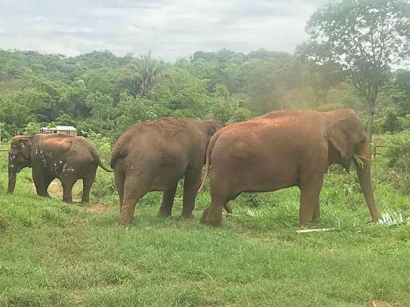 Da direita para a esquerda, em ordem de altura: Rana, Maia e Ramba, moradoras do Santuário dos Elefantes do Brasil (SEB) — Foto: SEB/Divulgação 