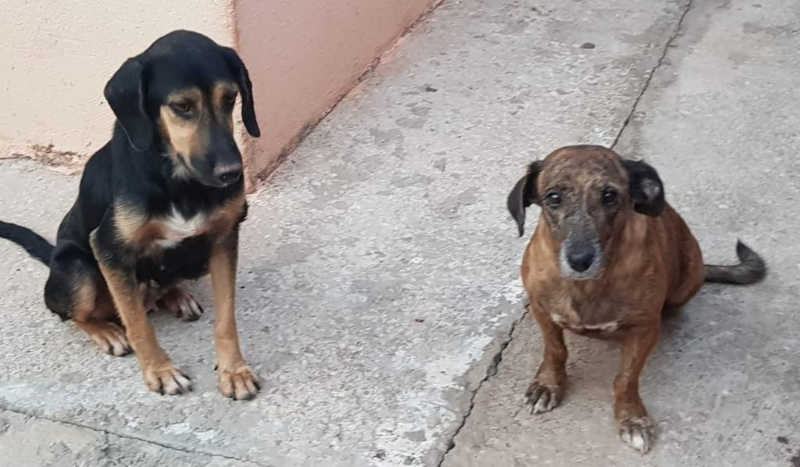 Cadela resgatada após suspeita de zoofilia passa por cirurgia de retirada de útero em Cuiabá