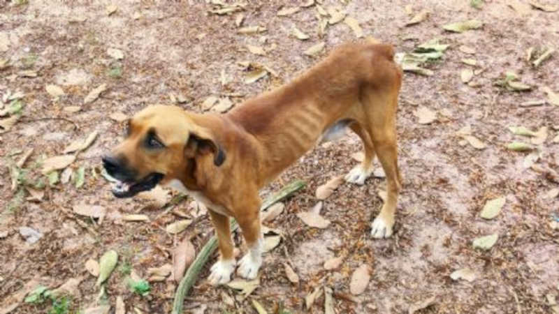 Policiais civis resgatam cão que estava sob maus-tratos em Ribeirão Cascalheira, MT