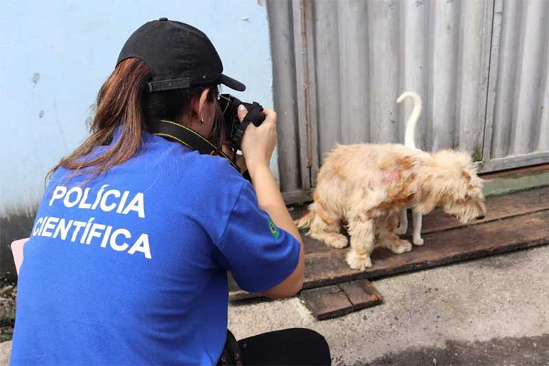 Polícia apura 30 denúncias de maus-tratos contra animais na Grande Belém