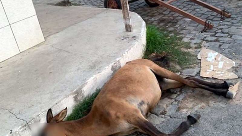 Homens matam burro com pá e enxada em Cajazeiras, PB