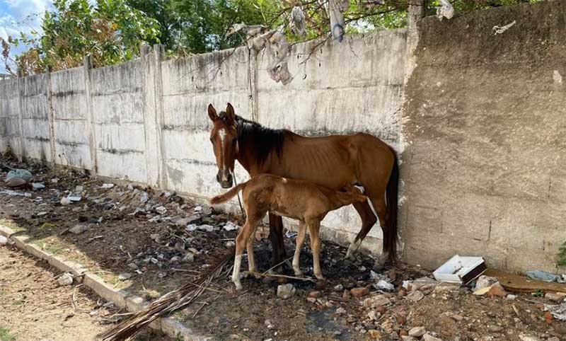 Égua e filhote ficam amarrados sem água e sem comida em Patos, PB; VÍDEO