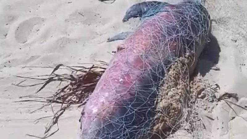 Golfinhos são encontrados mortos e enrolados em redes de pesca na Praia do Paiva, em PE