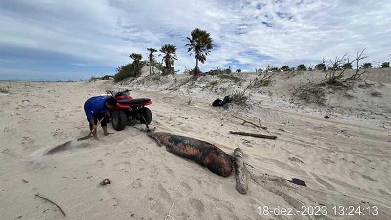 Golfinho é encontrado morto na praia de Carnaubinha, no litoral do Piauí