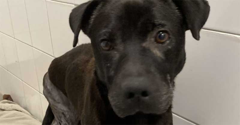 Garrincha, o cão resgatado nos Açores com 96 chumbos no corpo, volta a andar