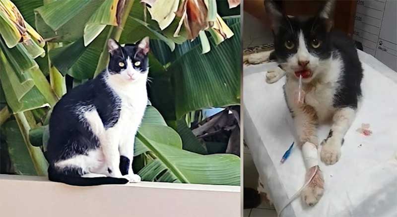 Gato Pitu morre após não resistir aos ferimentos provocado por maus-tratos em hotel para felinos em Cascavel, PR