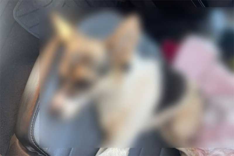 Cachorro de rua morre após ser vítima de maus-tratos em Cianorte, PR