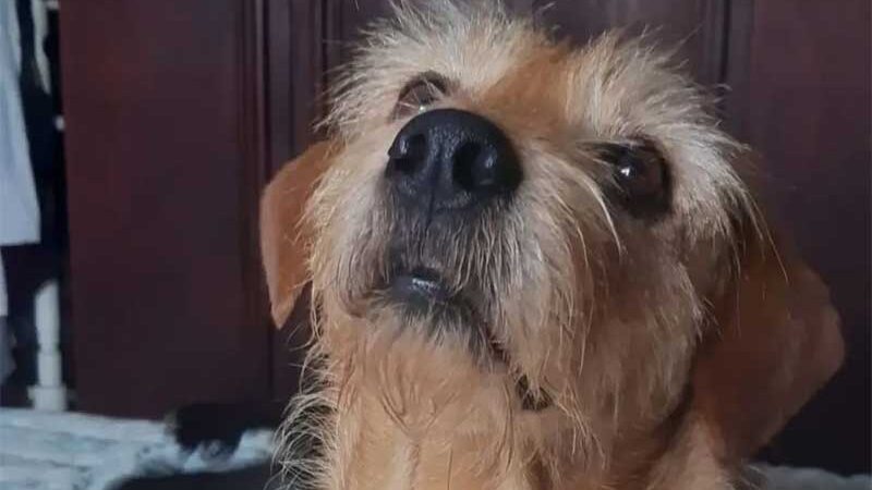 Curitiba: cão escapa da coleira durante queima de fogos no Parque Barigui e tutora pede ajuda para encontrar animal