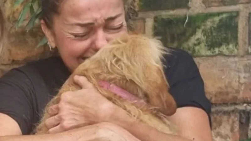Cachorro com epilepsia que fugiu após fogos no Parque Barigui, em Curitiba, é encontrado após 20 dias de buscas