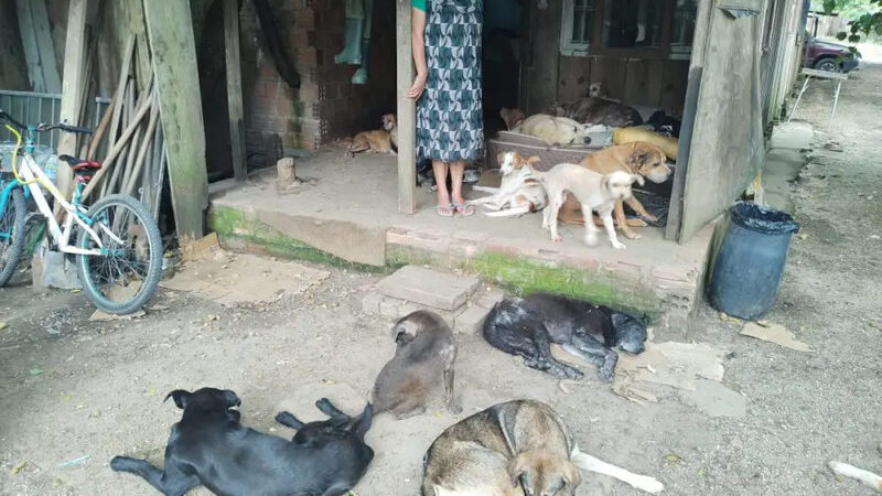 Via de acesso ao zoológico de Curitiba (PR) sofre com abandono de animais; veterinários fazem mutirão de atendimento