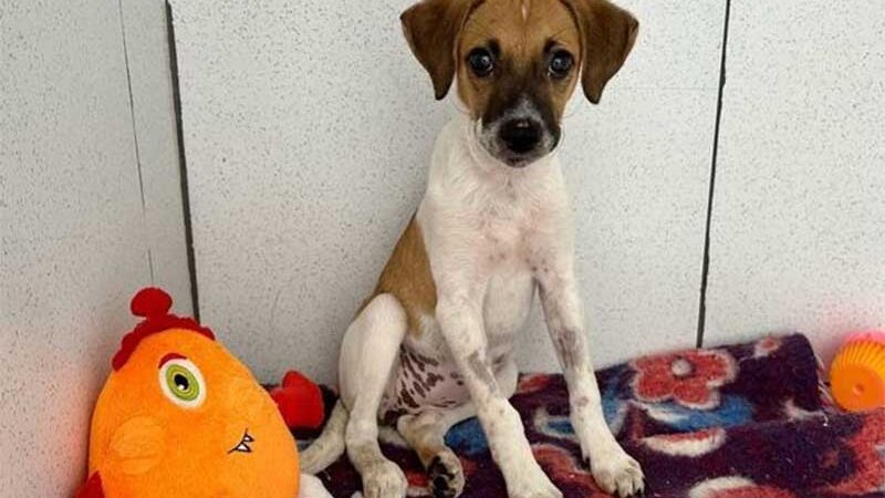 Veterinária denuncia tutor por maus-tratos após abandono de cachorro em clínica de Loanda, PR