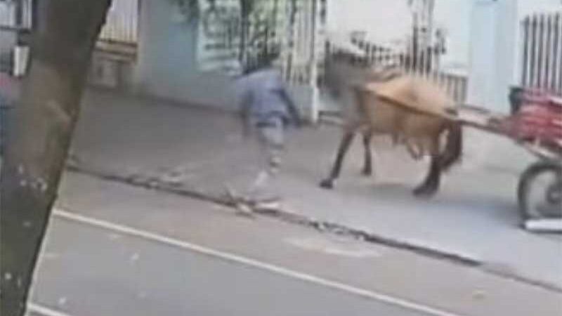 Homem agride cavalo e é preso um dia depois em Maringá, PR; Vídeo